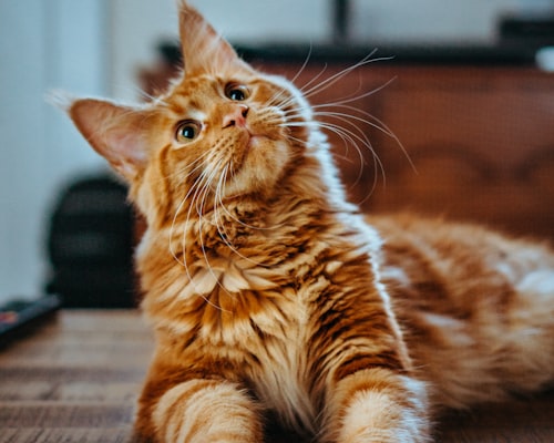 Happy cat in clean environment