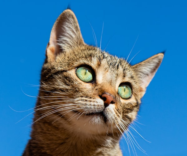 Healthy cat looking contentedly at camera