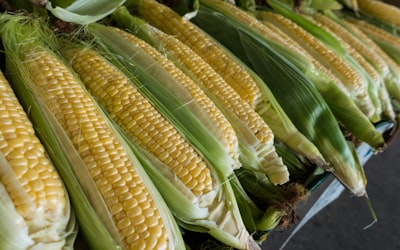 Corn