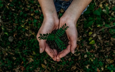 Pine Wood
